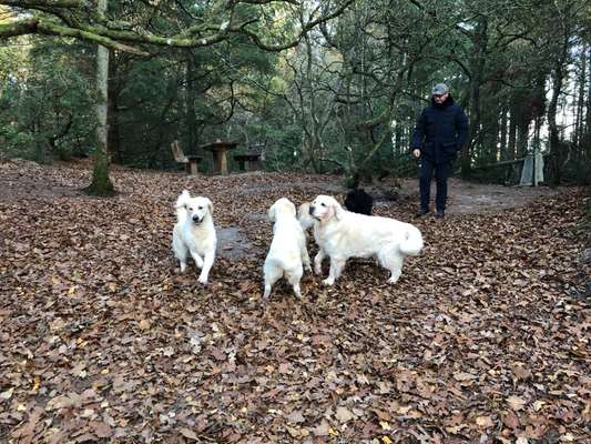 Tibet Terrier-Beitrag-Bild
