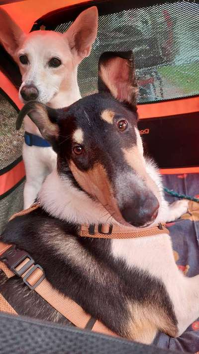 Collies gesucht-Beitrag-Bild