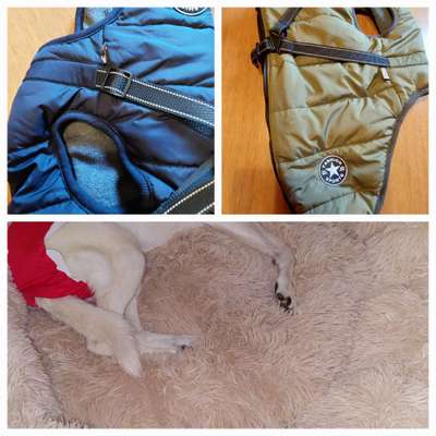 Erfahrung mit Hundeliebling.at (Wolke 7 Hundebett)-Beitrag-Bild