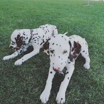 Welpen Bilder !-Beitrag-Bild