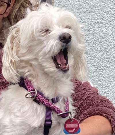 Dogorama Photo Challenge - lustigste Grimasse-Beitrag-Bild