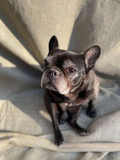 Französische Bulldoggen-Beitrag-Bild