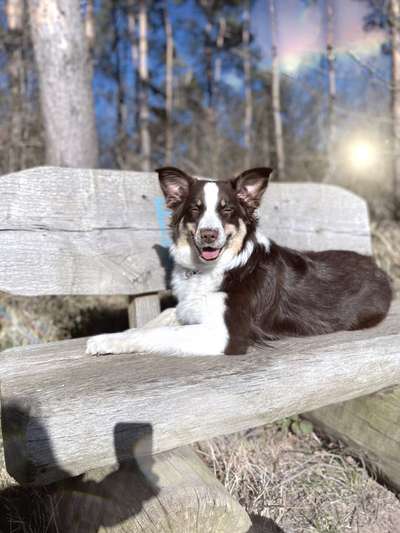 Australian Shepherd Freunde/innen-Beitrag-Bild