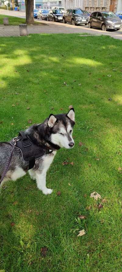 Die Dogorama Wochen Challenge-Beitrag-Bild