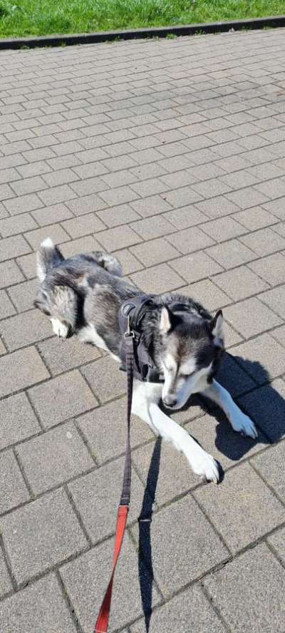 Französische Bulldoggen-Beitrag-Bild