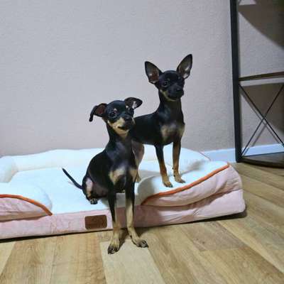 Hundetreffen-Suche hundefreunde für meine toy terrier-Bild