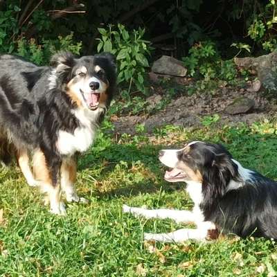 Hundetreffen-Hundetreffen für Spiel, Spaß und Training-Bild