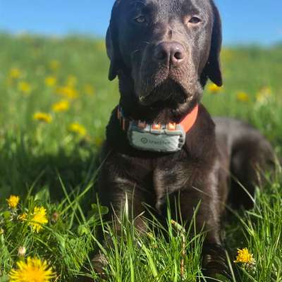 Hundetreffen-Hundebegegnungen / Spaziergang gemeinsam-Bild