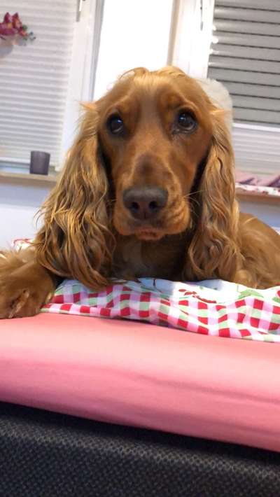 Englisch Cocker Spaniel-Beitrag-Bild