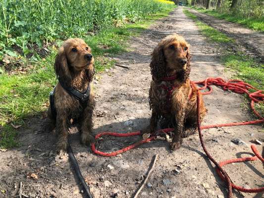 Hundetreffen-Gassi Treff  in Münster  Kreuzviertel / Münster Hiltrup-Bild