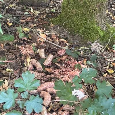 Giftköder-Poison bait,-Bild