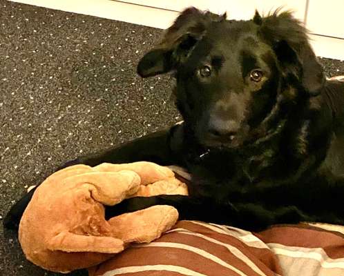 Rassen und ihre Eigenschaften-Beitrag-Bild