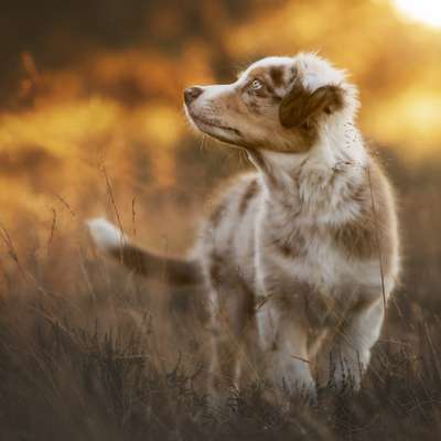 Hundetreffen-Welpen Fotoshooting-Bild