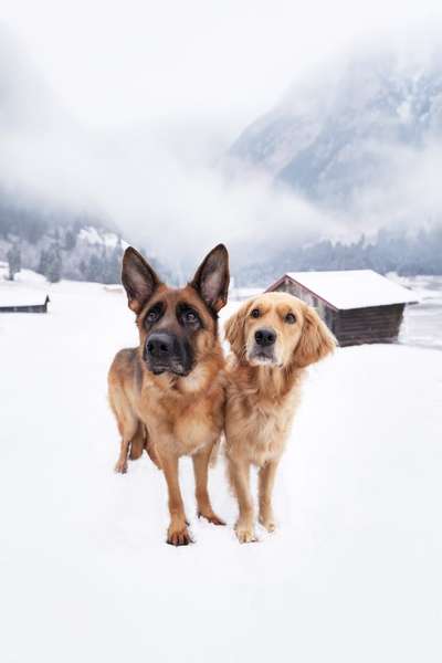 Zeigt mal die schönsten Bilder von euren Hunden !-Beitrag-Bild