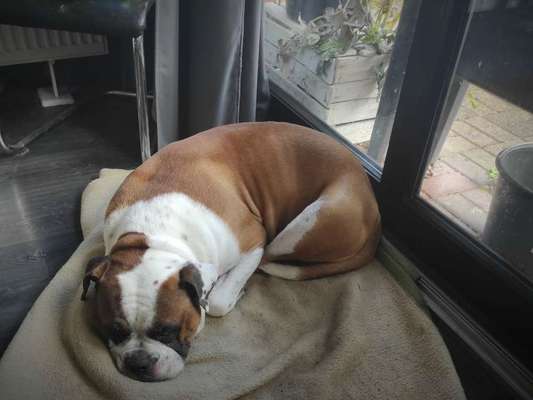 Seltene Rassen!-Beitrag-Bild