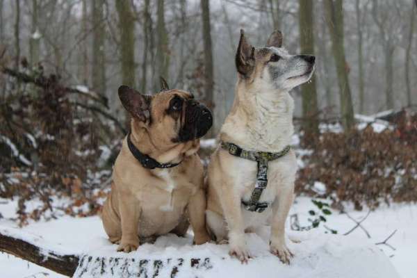 Rudel Französische Bulldogge-Beitrag-Bild