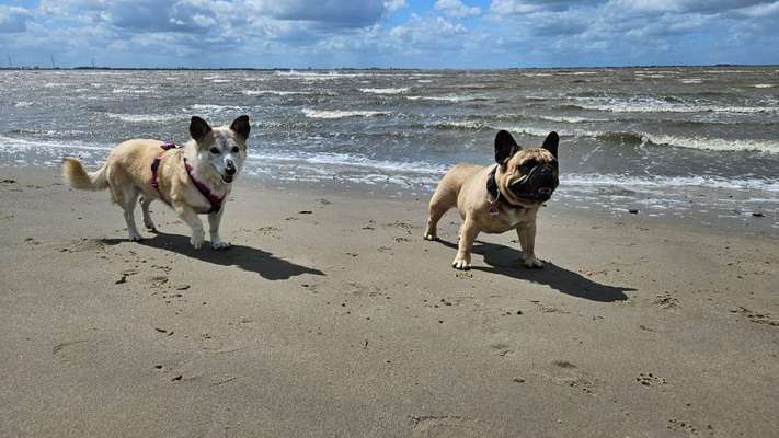 Hund abgegeben, weil Urlaub anstand? Leider kein Witz 😳-Beitrag-Bild