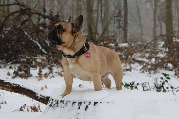 Zeigt her eure Frenchi-Beitrag-Bild