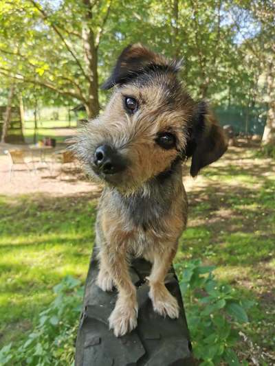 Dogorama Photo Challenge - Hundeblick zum hinschmelzen-Beitrag-Bild