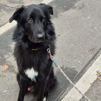 Hundetreffen-Hundetreffen gesucht-Bild