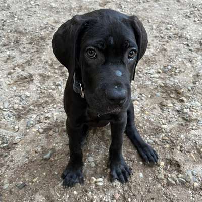 Hundetreffen-Welpentreff / Spielegruppe-Bild