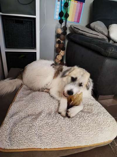 TierschutzhundeStammtisch🐕-Beitrag-Bild