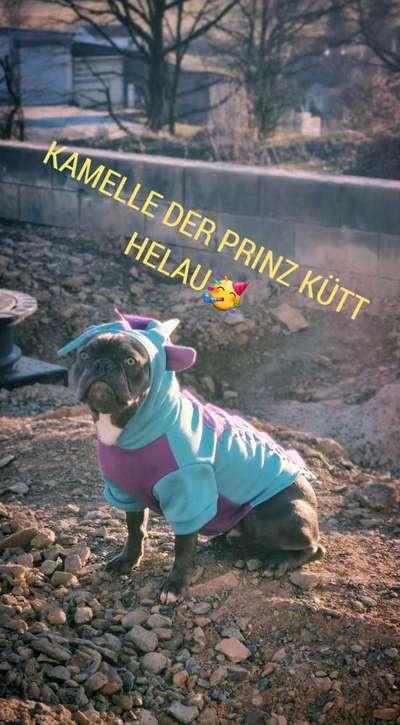 Französische Bulldoggen-Beitrag-Bild