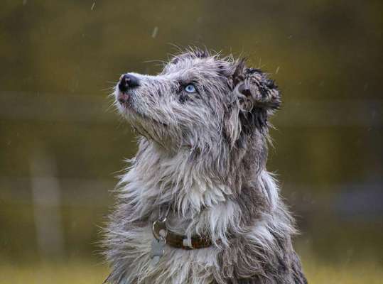 Die Dogorama Wochen Challenge: “Regenspaziergänge"-Beitrag-Bild