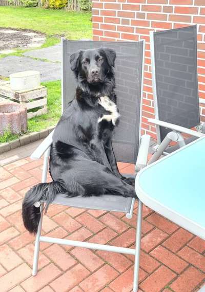 Labradorfans-Beitrag-Bild