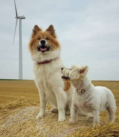 Die Dogorama Kalender Challenge Titelbild-Beitrag-Bild