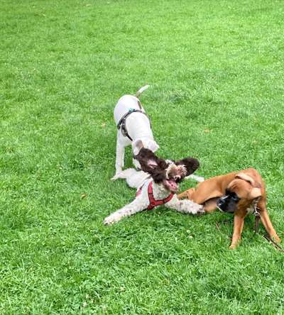 Die Dogorama-Wochen-Challenge "Die schönste Grimasse"-Beitrag-Bild