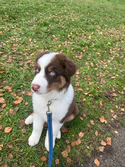 Hundetreffen-Welpen/Junghund Treffen-Bild