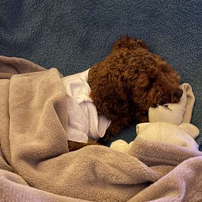 aktuelles Foto Gruppe Reisen mit Hund