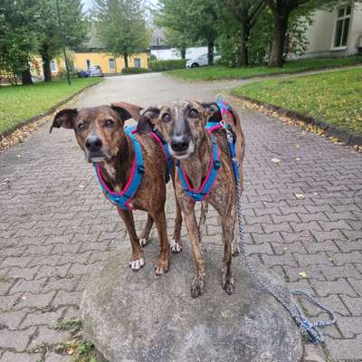 Hundetreffen-Social walk-Bild