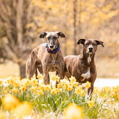 Hundetreffen-Social walk-Bild