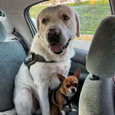 Hundetreffen-Spiel und Gassi runde-Bild