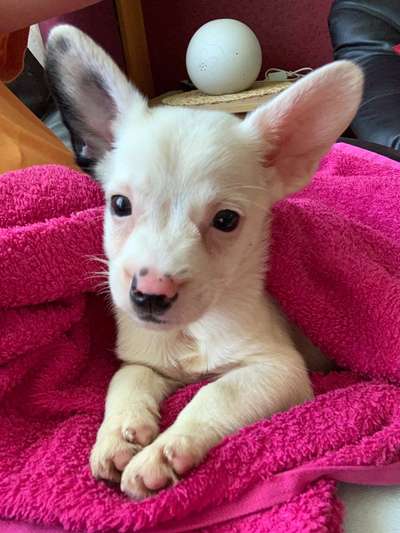 Jack Russel-Beitrag-Bild