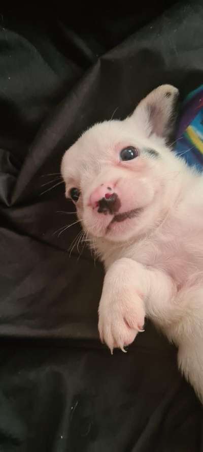 Jack Russel-Beitrag-Bild