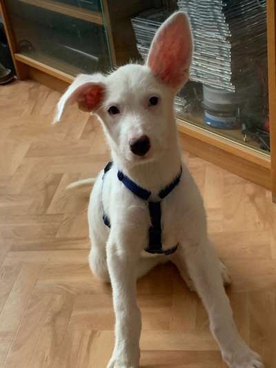 Welpen Bilder !-Beitrag-Bild