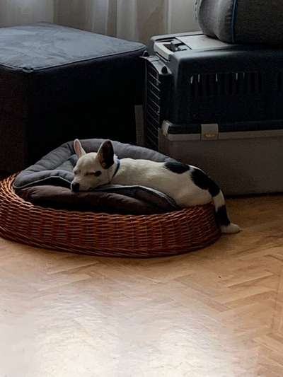 Jack Russel-Beitrag-Bild