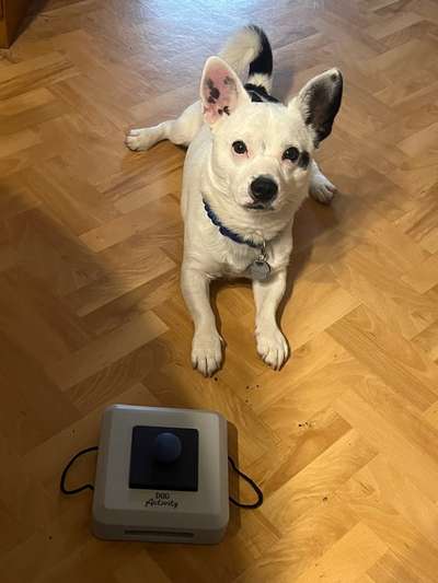 Mischlingshunde Foto Aufruf-Beitrag-Bild