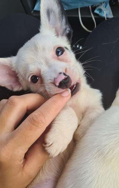 Wo sind die Jack und Parson Russell Terrier?-Beitrag-Bild