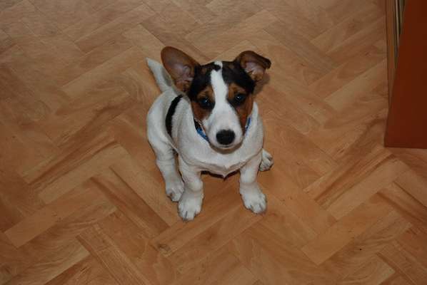 Welpen Bilder !-Beitrag-Bild