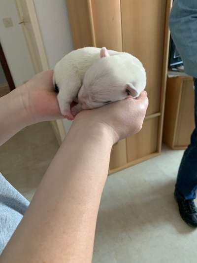 Wo sind die Jack und Parson Russell Terrier?-Beitrag-Bild