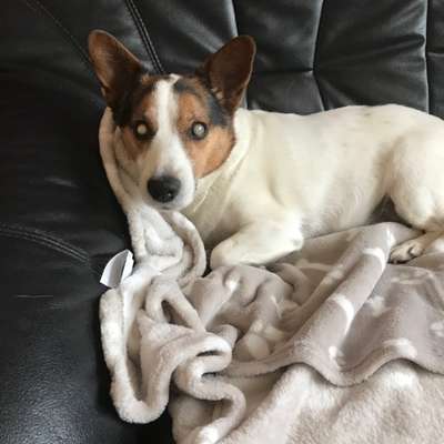 Jack Russell-Beitrag-Bild