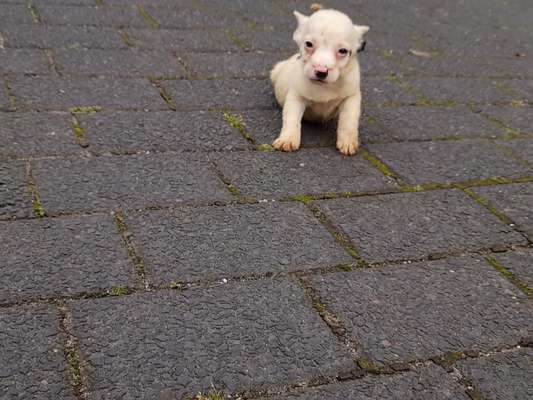 Wo sind die Jack und Parson Russell Terrier?-Beitrag-Bild