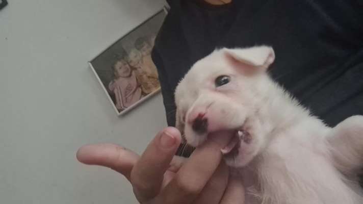 Wo sind die Jack und Parson Russell Terrier?-Beitrag-Bild