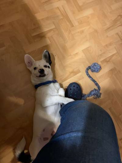 Jack Russel-Beitrag-Bild