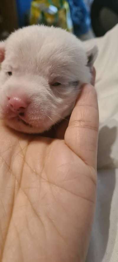 Jack Russel-Beitrag-Bild