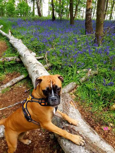 Die Dogorama Monats Challenge "Es grünt und blüht"-Beitrag-Bild